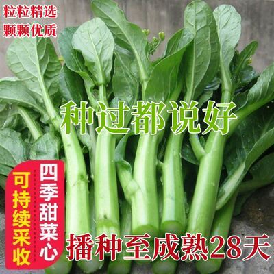 25天广东四九菜心种籽菜苔青油甜菜心增城连州秋季蔬菜孑菜籽
