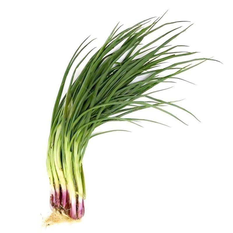 红根小香葱种子红葱头小香葱籽葱头葱种籽四季盆栽菜蔬菜种孑菜籽,鲜花速递/花卉仿真/绿植园艺,家庭园艺种子,淘宝优惠券,粉丝福利购,淘宝优惠卷
