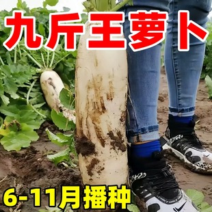 九斤王萝卜种子阳台盆栽不空心四季耐热耐寒秋播特大白萝卜籽种