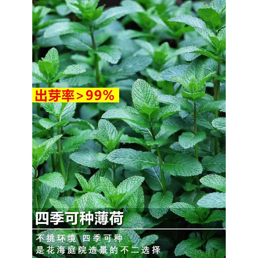 可食用薄荷种子多年生四季易种庭院室外盆栽猫薄荷驱蚊香草种子