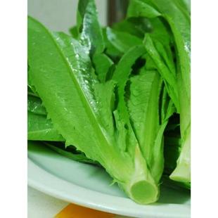 速生香油麦速生甜油麦菜种子 鲜嫩抗热四季种蔬菜种子盆栽油麦菜