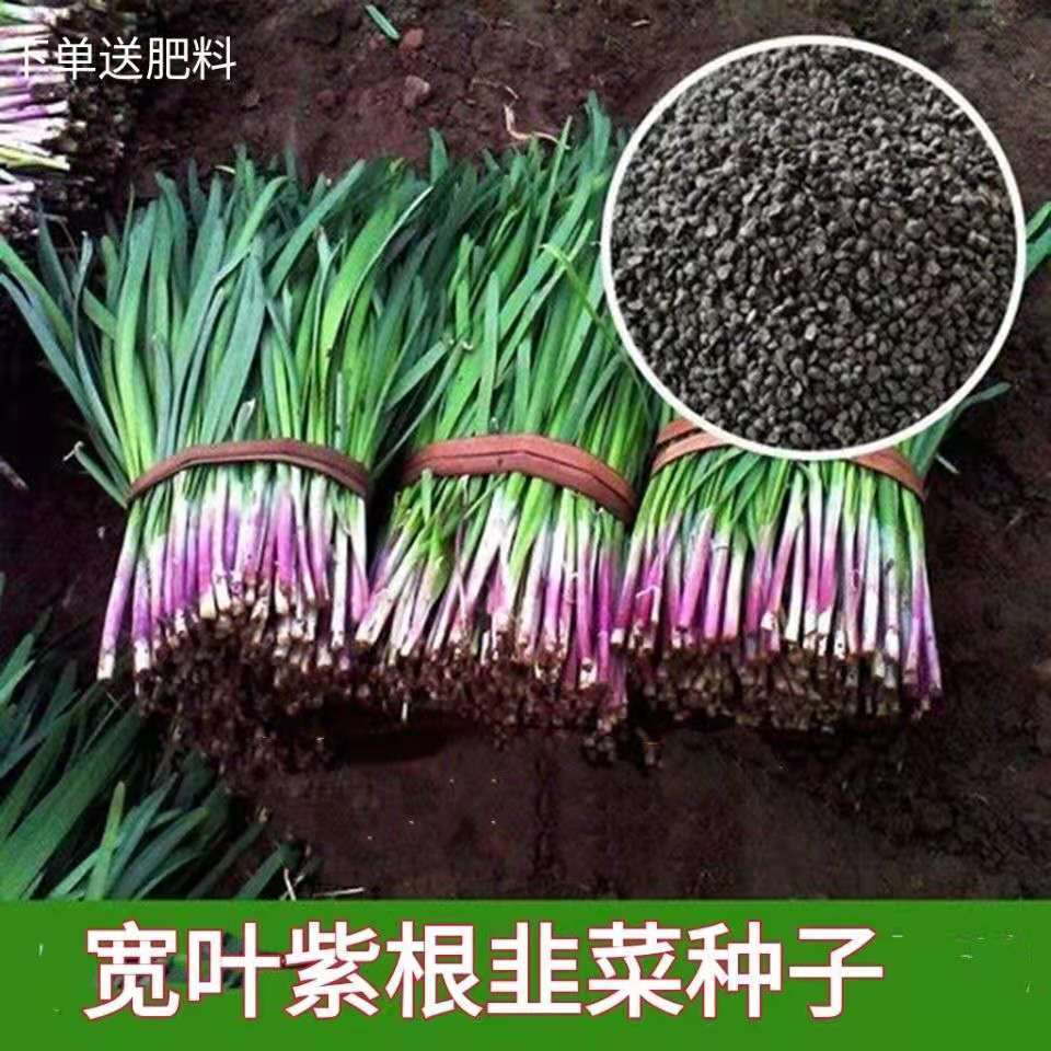 叶紫韭菜根种子四季盆栽菲菜根苗紫红根蔬菜籽春季花盆种大宽叶