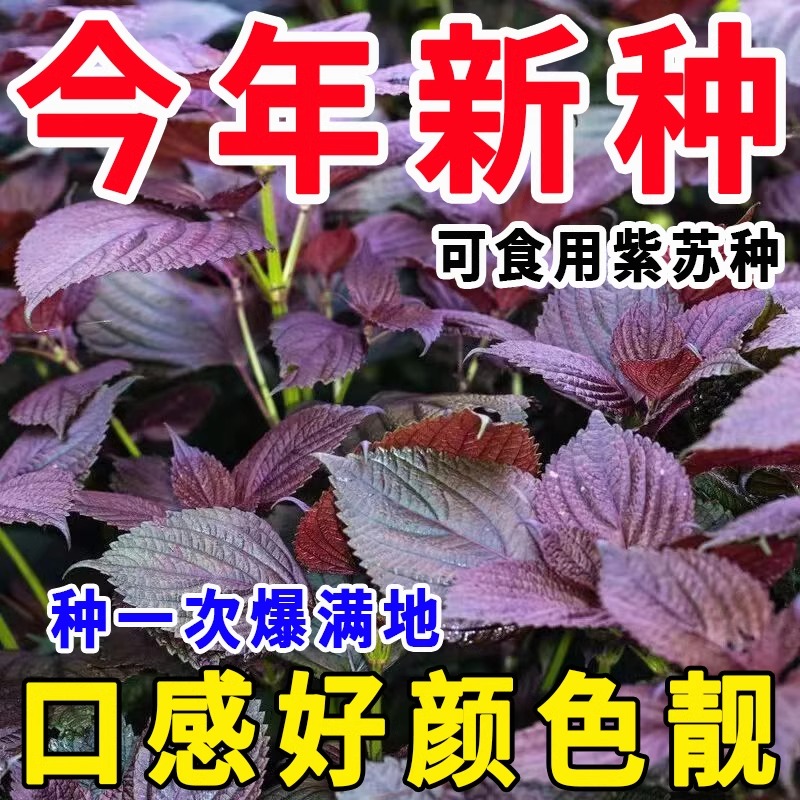 四季食用紫苏种子大叶紫苏种子双面紫苏菜春秋季庭院阳台蔬菜种子