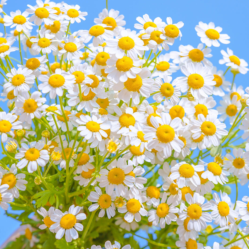 洋甘菊花种花籽子太阳花格桑花庭院四季播种开花小雏菊花种子室外