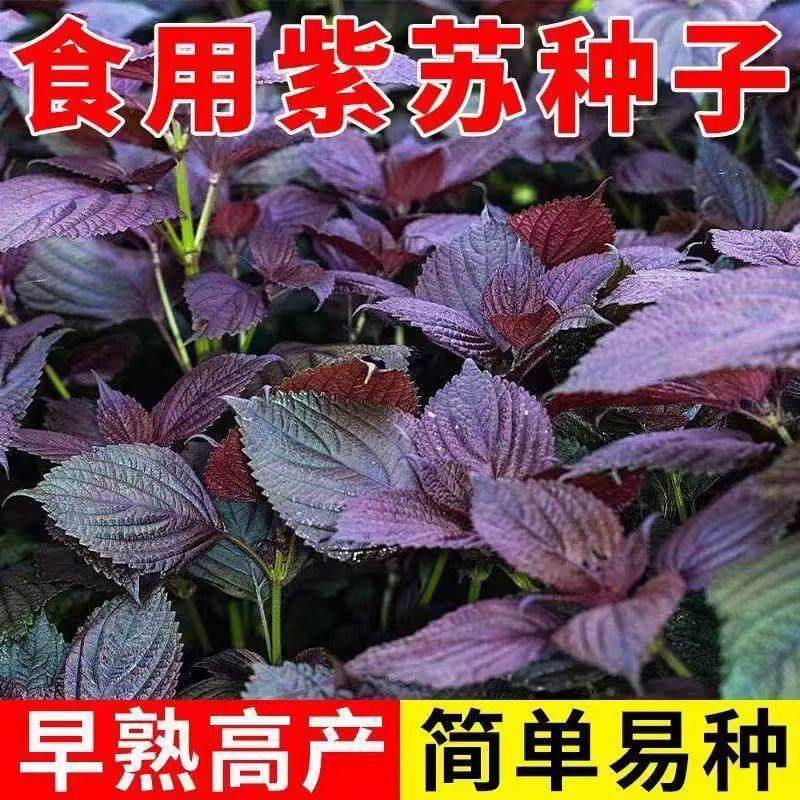 紫苏种子红紫苏种籽四季耐热阳台盆栽农家蔬菜种子可食用双面大叶,鲜花速递/花卉仿真/绿植园艺,家庭园艺种子,淘宝优惠券,粉丝福利购,淘宝优惠卷