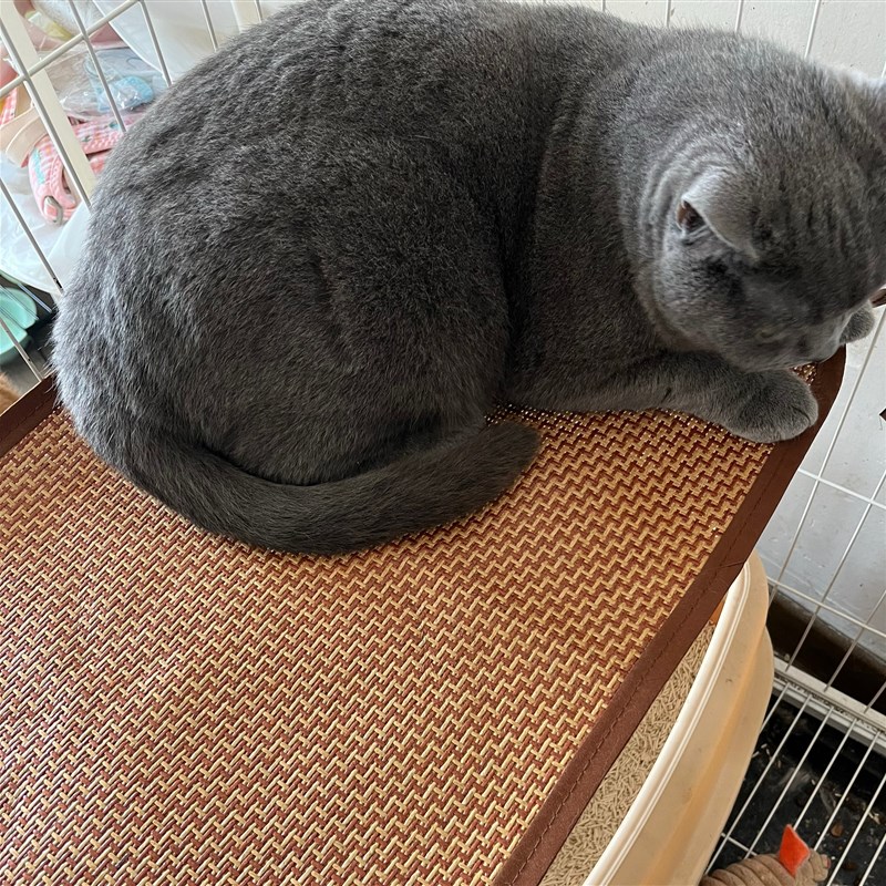猫笼平台垫夏季专用狗笼夏天降温垫子兔子宠物凉席凉垫磨爪可固定