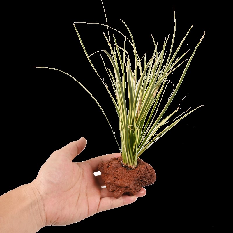 乌龟缸生态造景水培水菖蒲绿植净水沼泽古法养龟挺水植物水生水草
