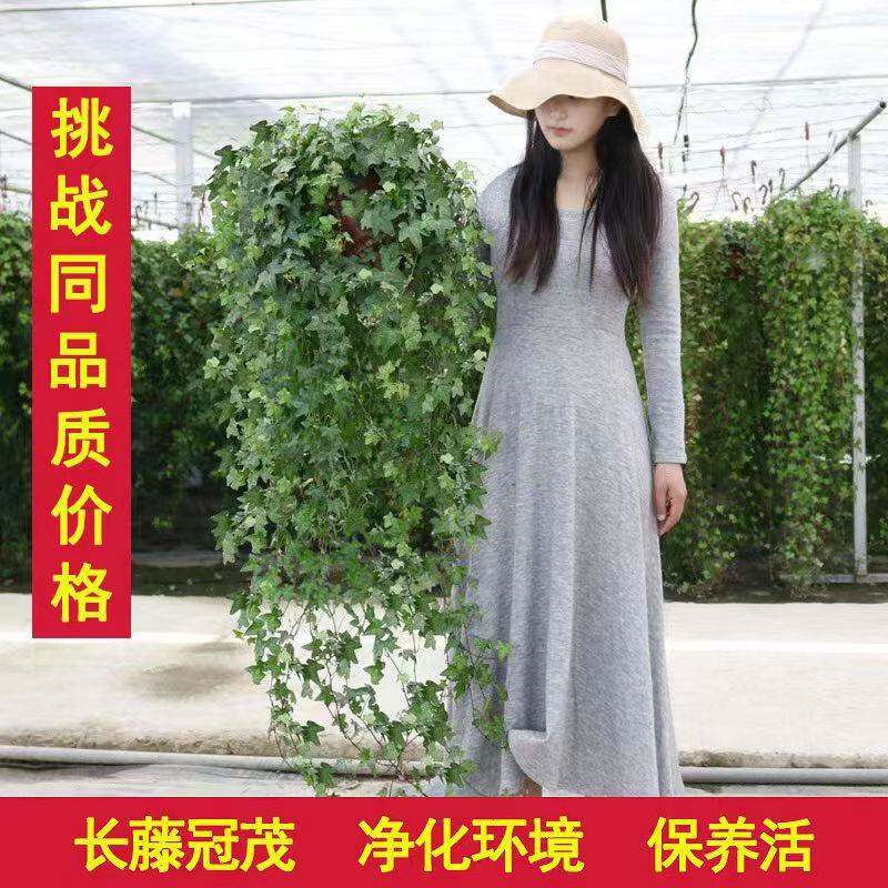 吊兰篮常青藤绿植盆栽客厅室内阳台爬藤好养四季常青藤蔓植物