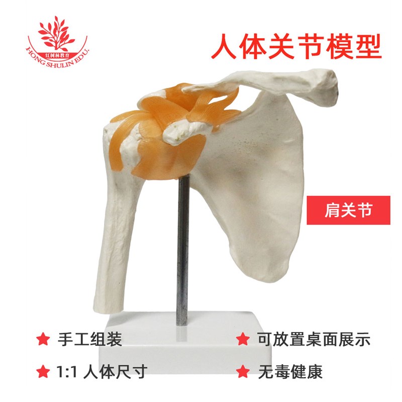 人体肩关节功能模型PVC材质医院学校用教具摆件仿真演示关节骨骼