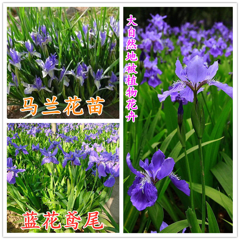 马兰花苗庭院别墅花园植物蓝花鸢尾苗地被植物绿化花卉耐寒可盆栽