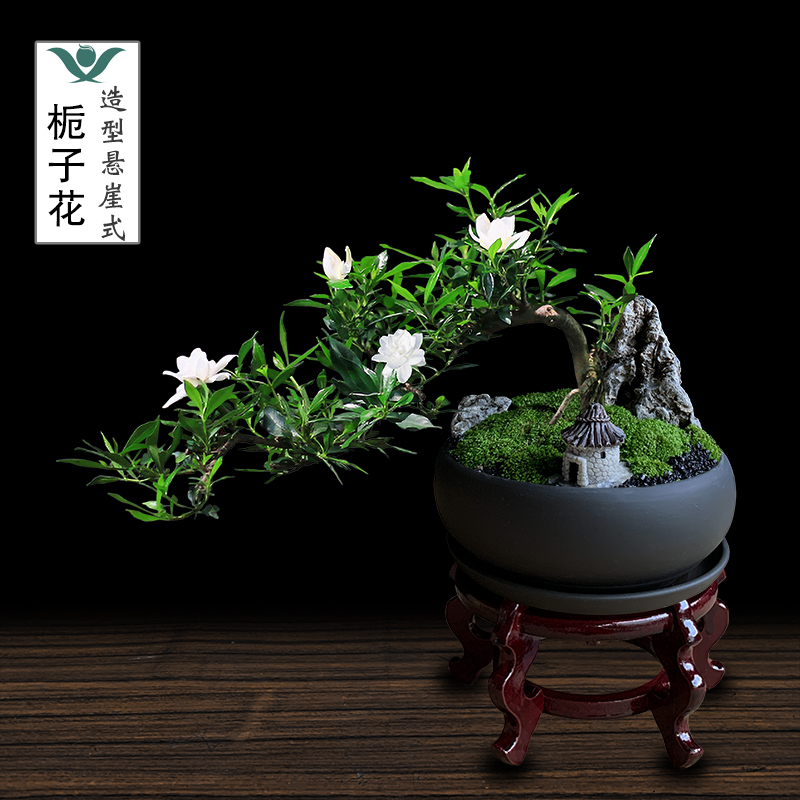 栀子花盆栽飘枝悬崖造型盆景办公室绿植桌面花卉室内庭院好养植物