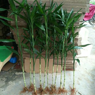 带老根土栽植物招财旺宅超大号粗竹有根竹子长款富贵竹花水养客厅