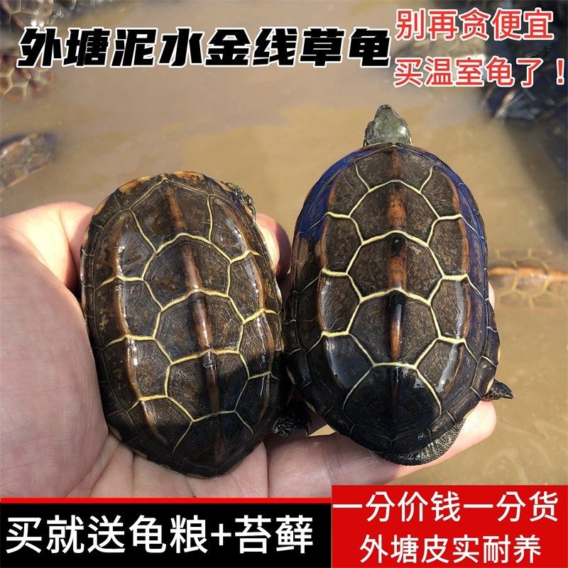 中华草龟活体乌龟宠物龟金线草龟外塘长寿龟小乌龟活物墨龟草龟苗,橡塑材料及制品,塑料盒/塑料箱/塑料柜,淘宝优惠券,粉丝福利购,淘宝优惠卷