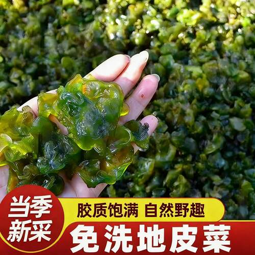 甘肃特产地皮菜干货免洗野生地软地木耳地衣雷公菌农家野旗舰店