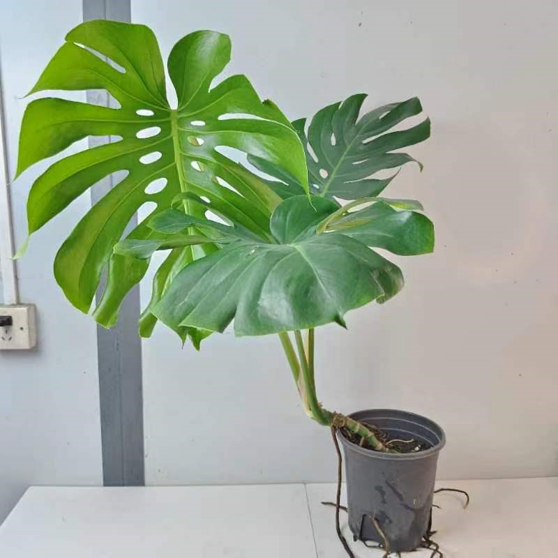 大龟背竹观叶水培净化空气吸收甲醛网红植物室内办公室超划算