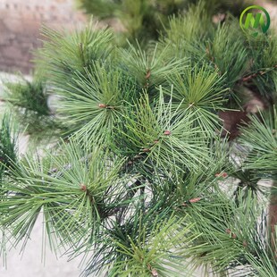 人造工艺景观树造景仿真水杉树 户外基站塔型仿生美化湿地松针树