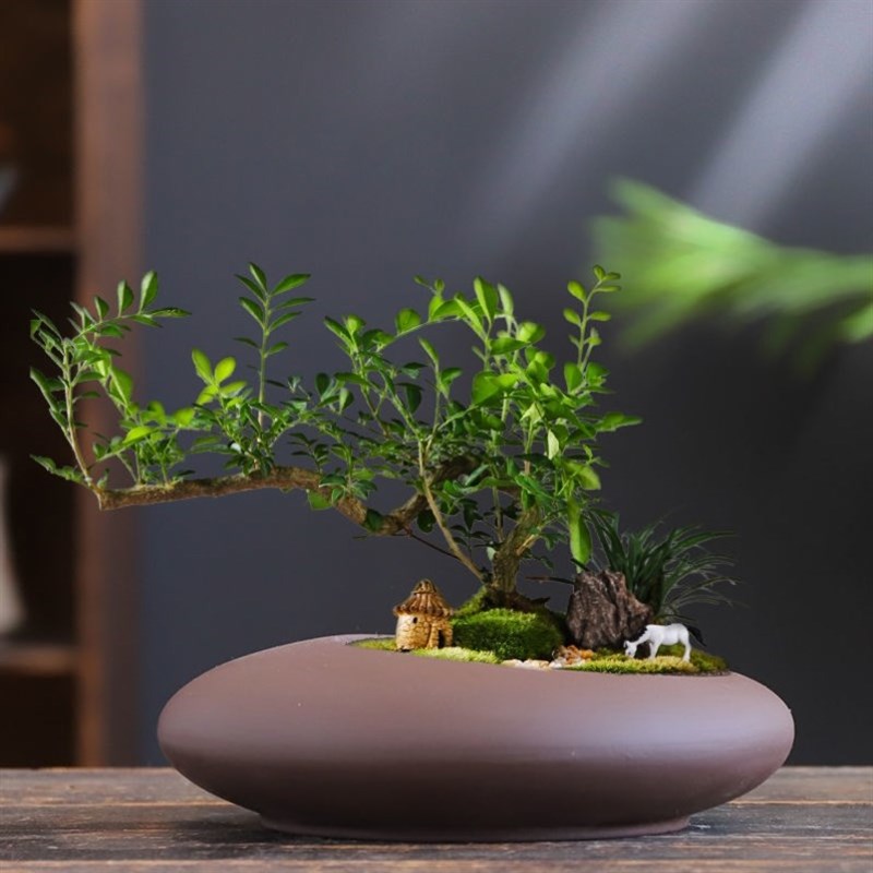 罗汉松花盆迎客松花盆高级紫砂花盆玫瑰花专用花盆陶瓷透气大口径