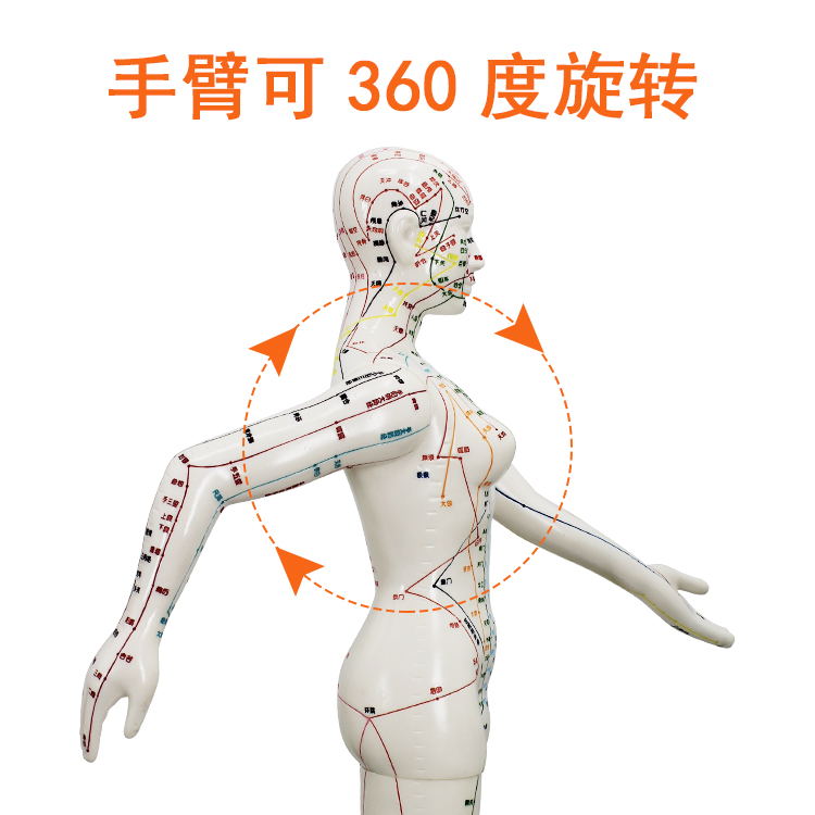 中医针灸人体经络模型教学男女全身经络大号皮人彩色标注穴位模特