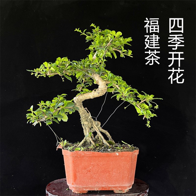 福建茶盆景植物办公室绿植室内客厅桌面摆件S型造型茶树花卉盆栽