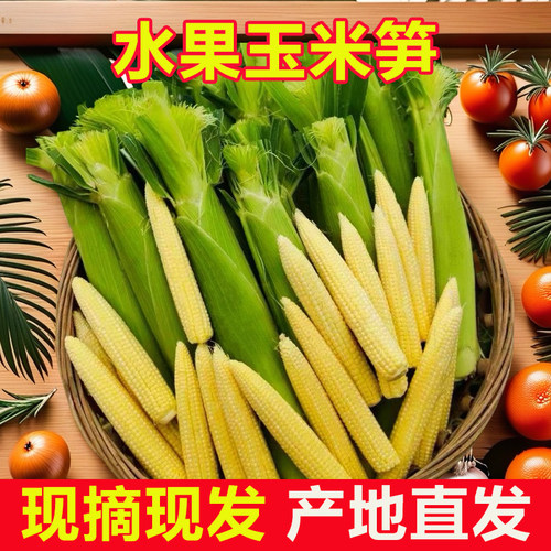 新鲜水果玉米笋迷你小玉米芯苞