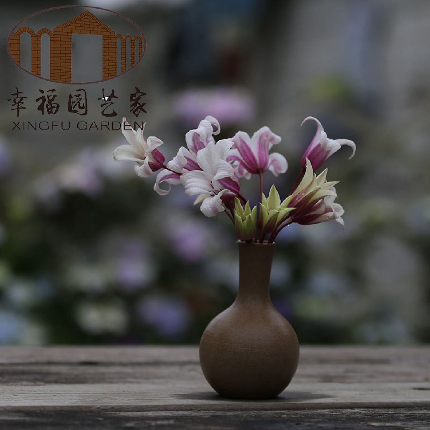 幸福园艺家春季开花铁线莲苗铃铛品种淡淡香味盆栽适用庭院地栽