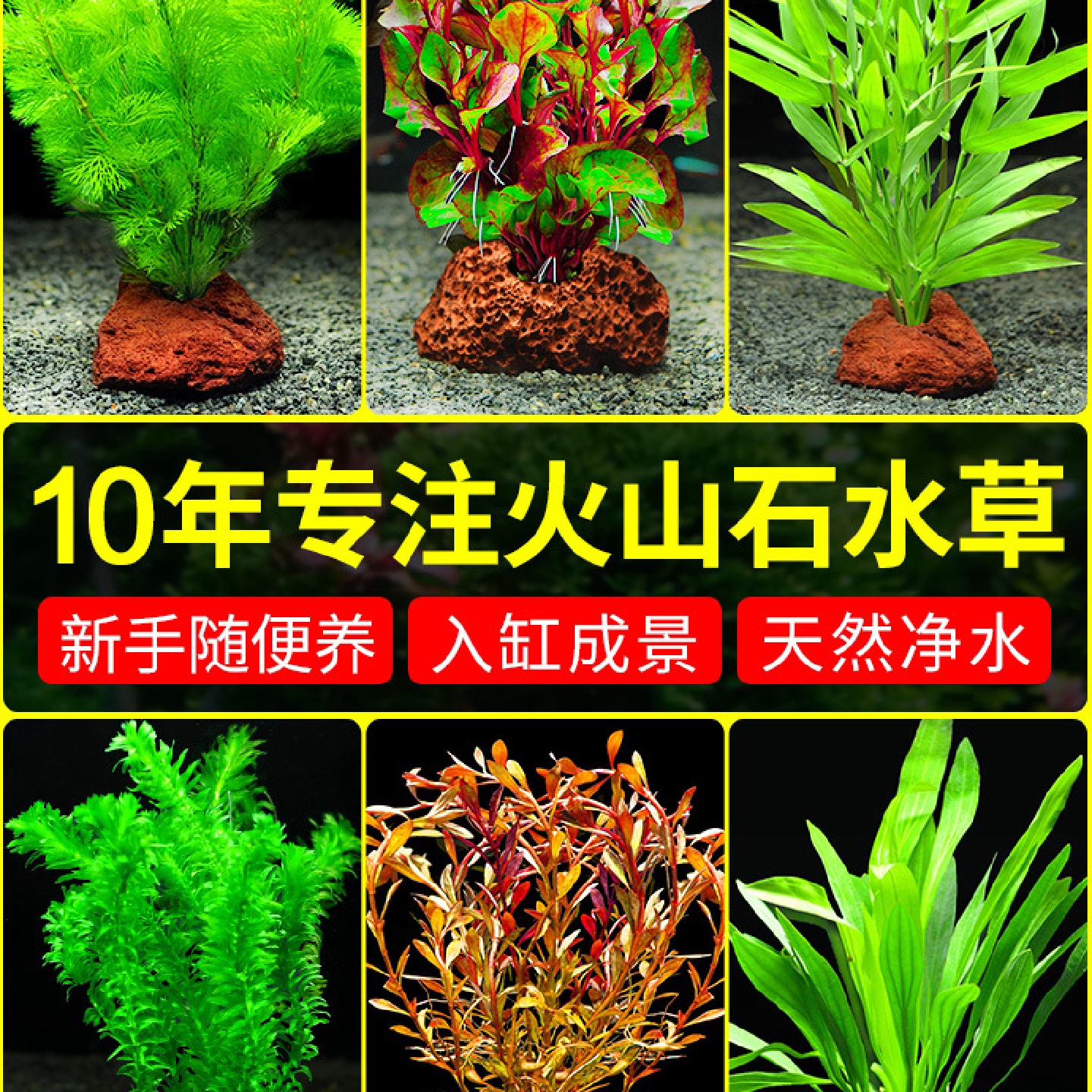蜈蚣草火山石水草水榕鱼缸装饰造景观摆件躲避屋底砂海草真草植物