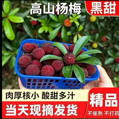 贵州当季生鲜水果杨梅产地直发现摘现发精选优质杨梅酸甜多汁