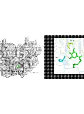 分子对接 分子动力学模拟 Autodock分子对接 PyMOL可视化
