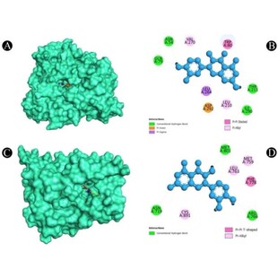 网络药理学,分析对接,药物靶点,分子动力学