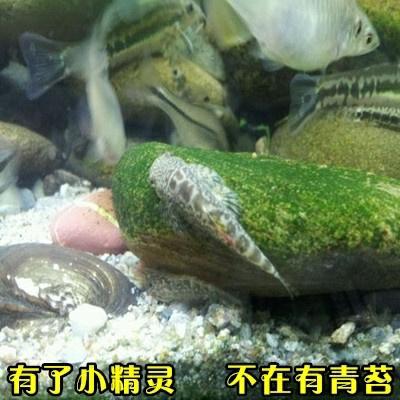 冷水清道夫 吸鳅 爬岩鳅观赏鱼冷水鱼鱼常年不加温观赏鱼原生鱼
