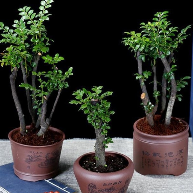 小叶紫檀盆景植物老桩盆栽办公室桌面室内花卉绿植好养活四季摆件