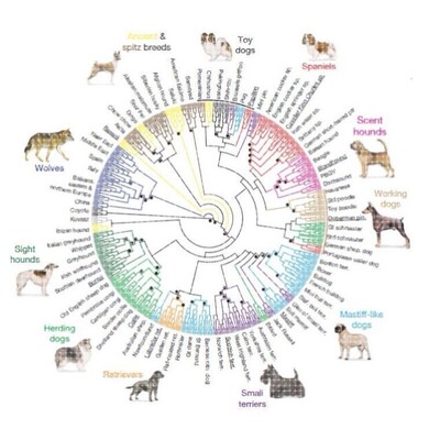 进化树/基因家族分析/作树/系统发育树/发生树/phylogenetic tree