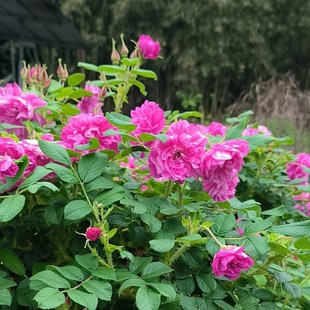 浓香花卉绿植物 可食用玫瑰花树苗平阴玫瑰棒棒糖盆栽阳台庭院四季