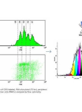 流式数据分析-流式细胞专业优质快速当日达modift，flowjo，FCAP