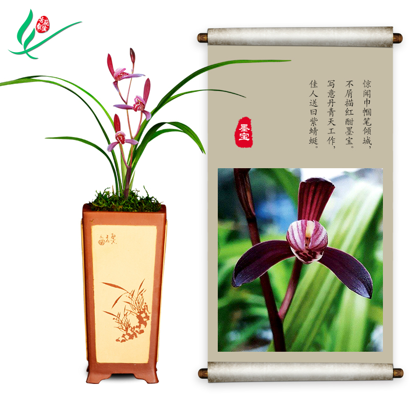 建兰兰花四季墨宝浓香花卉盆景盆栽土绿植兰带草植物花苞名贵苗春