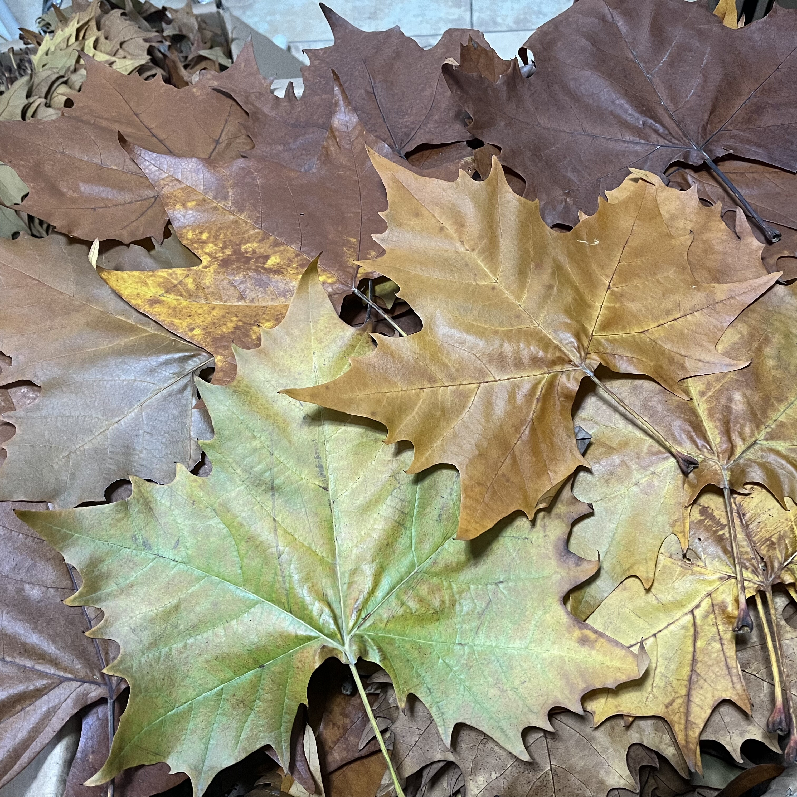 圣诞树梧桐树叶16-20cm法国梧桐枯叶黄绿叶子秋天装饰布景魔法帽