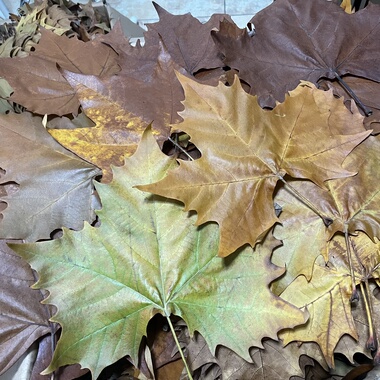 圣诞树梧桐树叶16-20cm法国梧桐枯叶黄绿叶子秋天装饰布景魔法帽