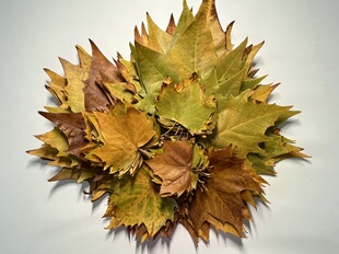 新鲜天然真树叶梧桐树叶深秋法国梧桐叶现摘落叶枯叶标本亲子手工