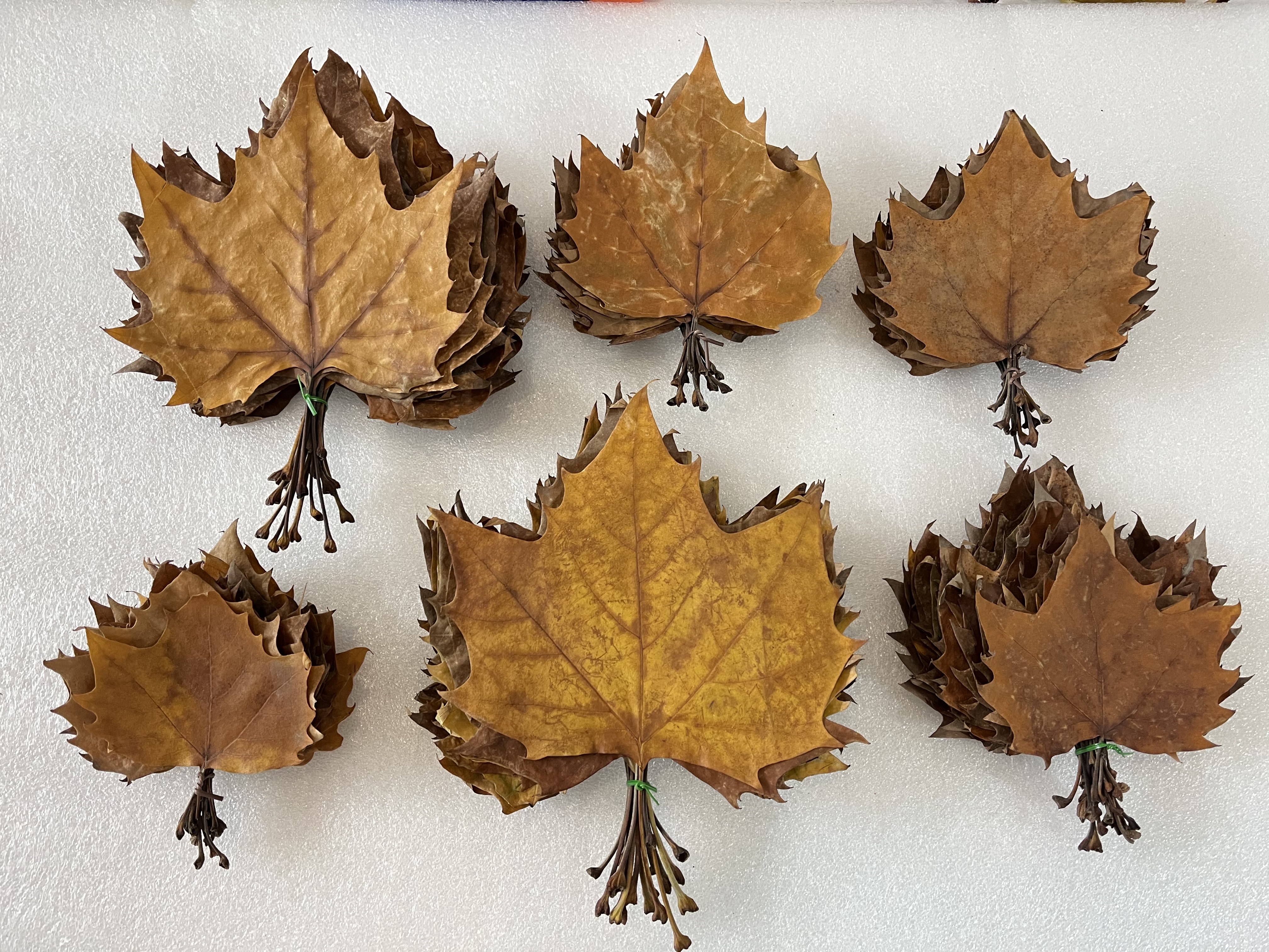 梧桐叶干枯真树叶标本大小落叶棕色叶子手工DIY拍摄场景装饰布景