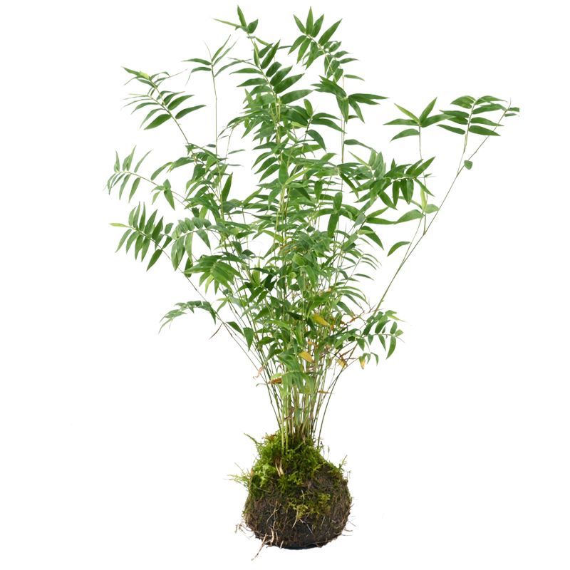 黄缘乌龟生态环境造景植物安缘半水龟饲养缸专用真绿植养殖箱布景