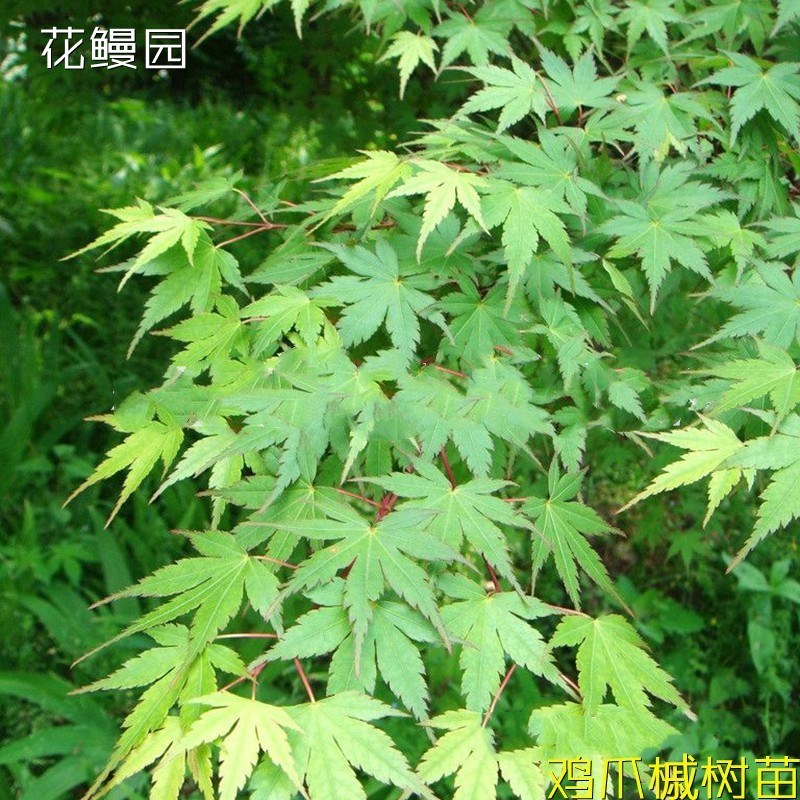 鸡爪槭树苗青枫树苗青枫小苗青枫苗红枫嫁接砧木绿化苗木庭院植物
