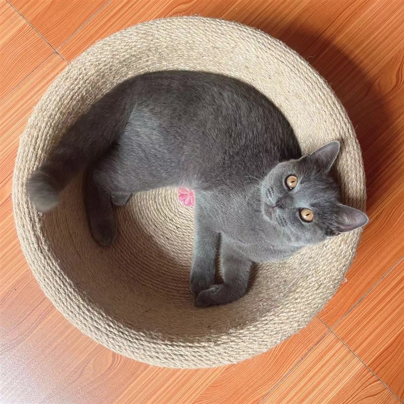 剑麻猫抓板猫窝耐抓不掉屑一体磨爪猫爪盆猫咪玩具立式猫咪用品