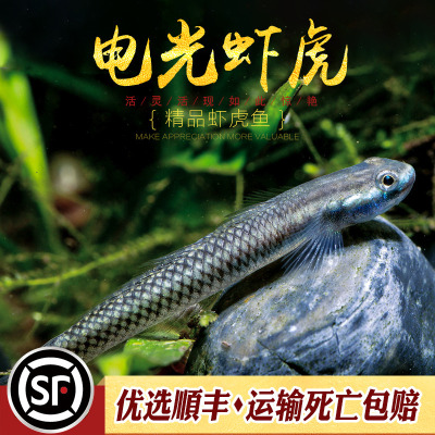 蓝面虾虎鱼 蓝脸侠电光枝桠鰕虎紫身黄瓜闪蓝枝牙热带观赏鱼小型