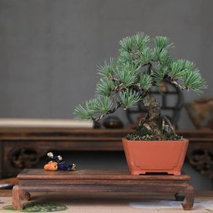 放摆盆景室内长送茶桌宫岛松型礼物针造辈茶桌松树五 玄关老桩中式