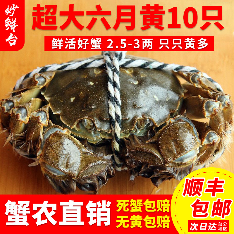 满黄六月黄鲜活大闸蟹毛蟹河蟹海鲜水产公母精品蟹10只装1.5-3两