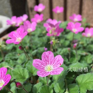 姬风露草日本山野草粉花迷你植物阳台常绿日式盆景