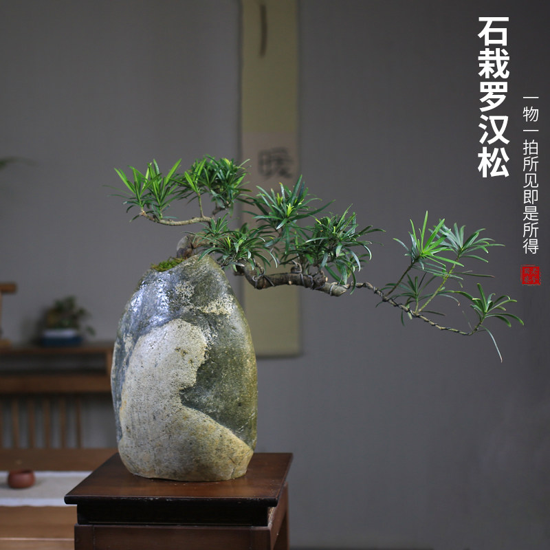 雀舌罗汉松盆景盆栽悬崖临水老桩造型绿植室内园林一物一拍奇石