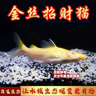 黄金招财猫鱼 淡水红尾招财金丝猫 热带观赏鱼