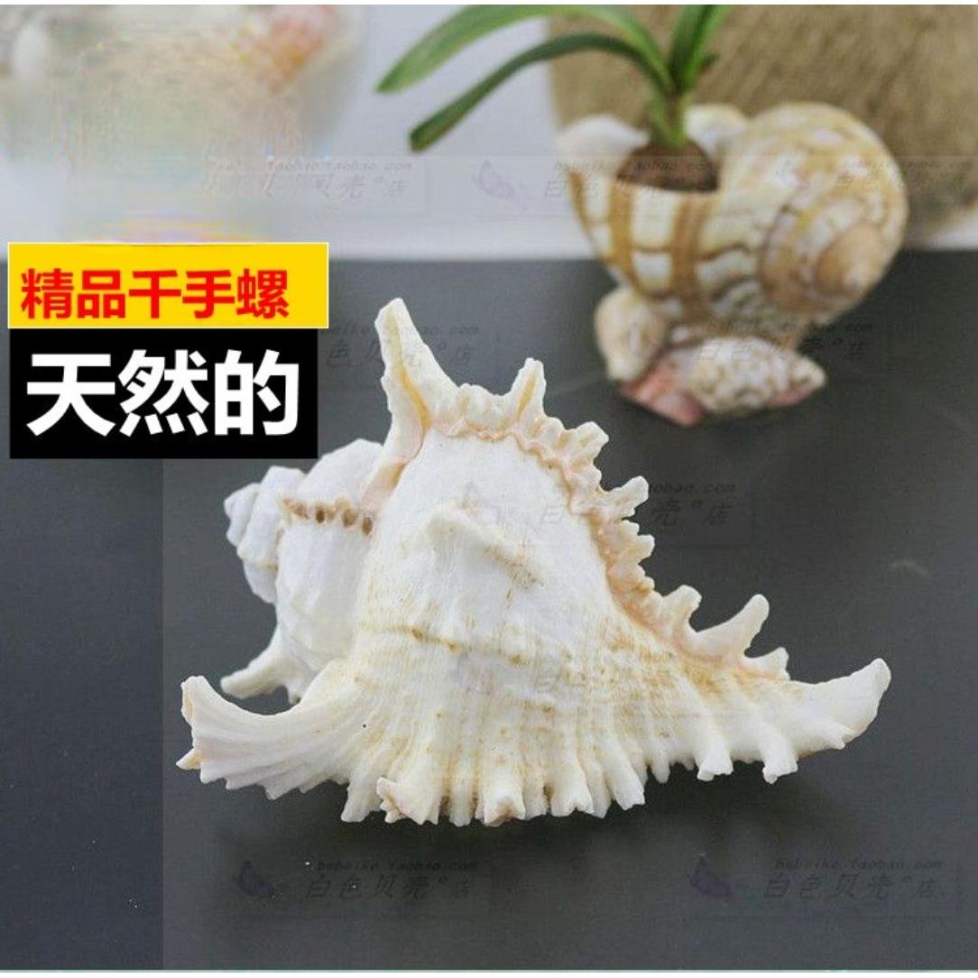 天然海螺贝壳 白千手菊花螺 可听海风声创意橱窗地台鱼缸造景摆件