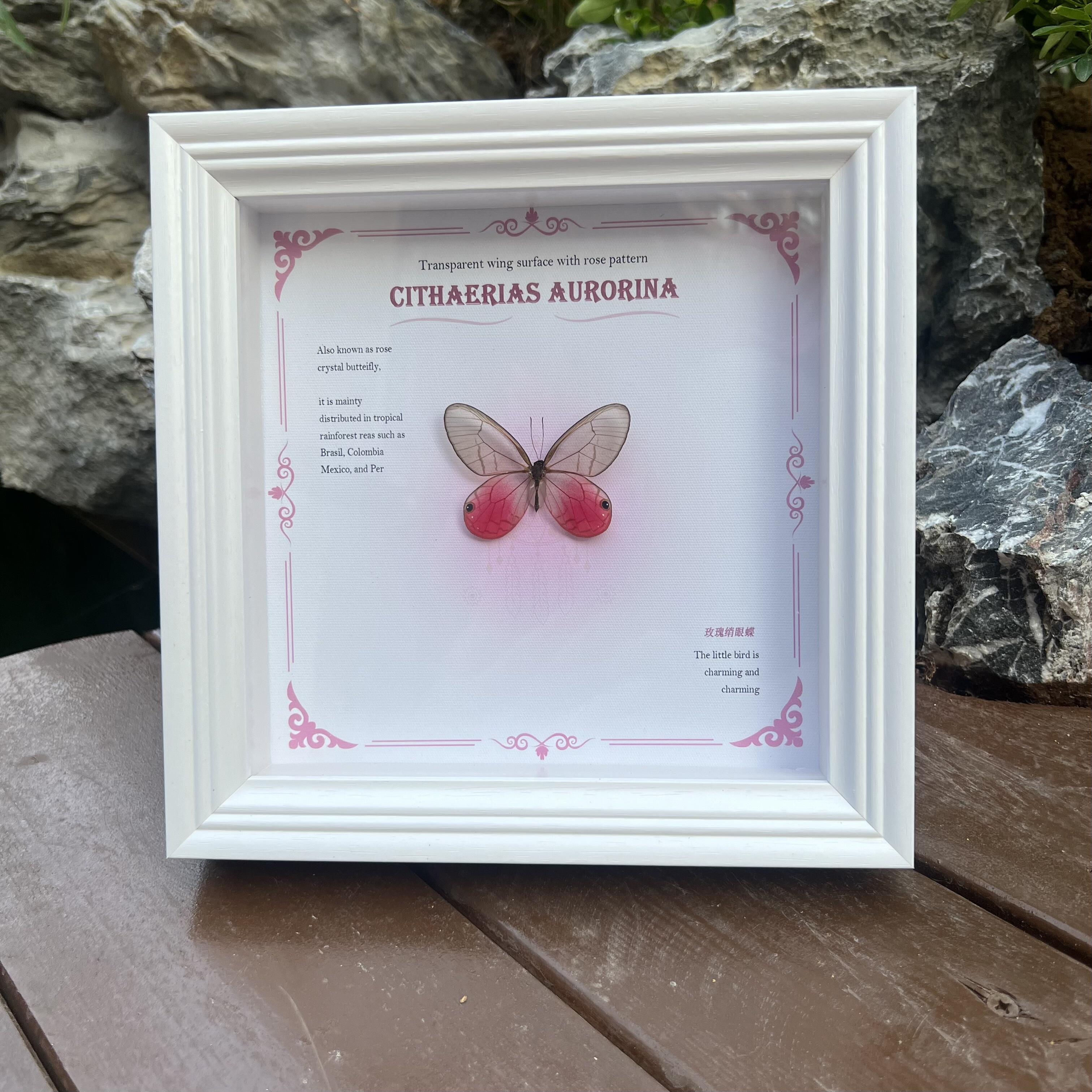 红玫瑰绡眼蝶未展翅原蝶真蝴蝶干制标本